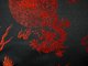 China Brokat Seidenstoff Drache und Pferdewagen schwarz / rot - Meterware - SDR62